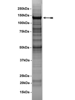 Eurofins DiscoverX Abl Protein, Active 250 &mu;g | Buy Online | Eurofins DiscoverX | Fisher Scientific